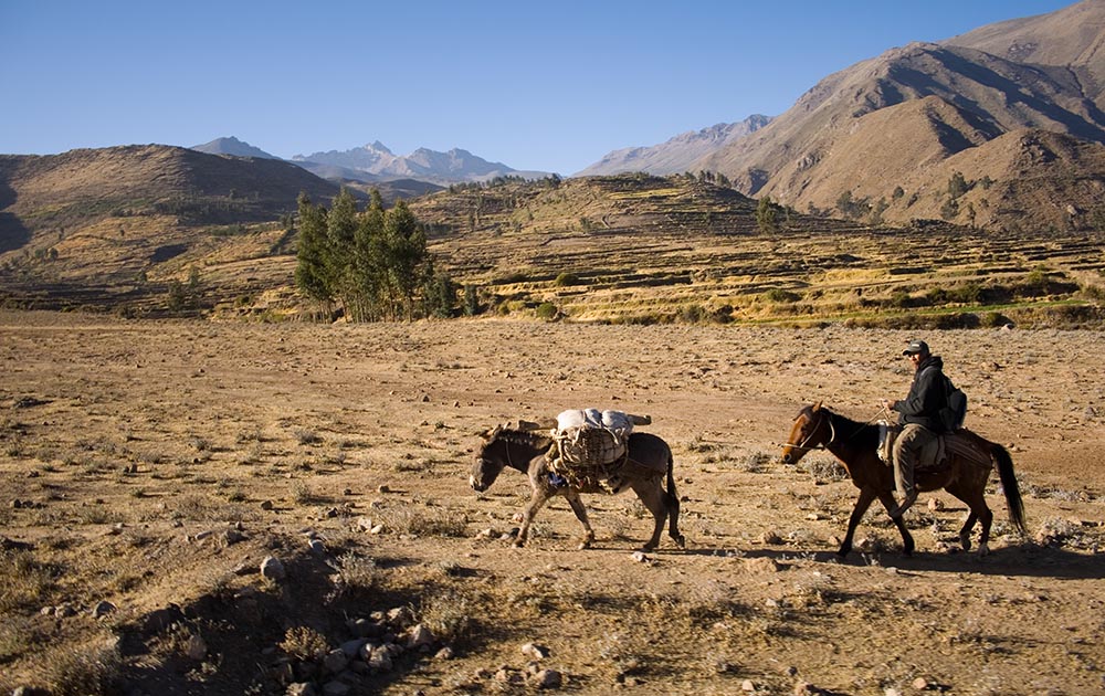 Agriculteur avec ses ânes, avant la descente dans le canyon de Colca