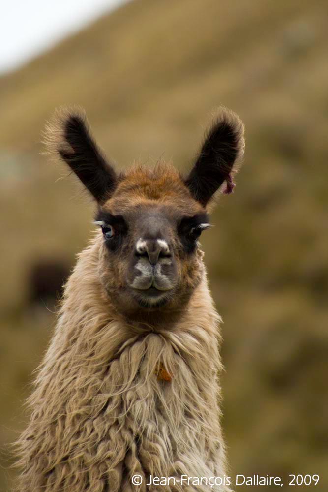Cependant, les lamas sont toujours adaptés à ces altitudes.